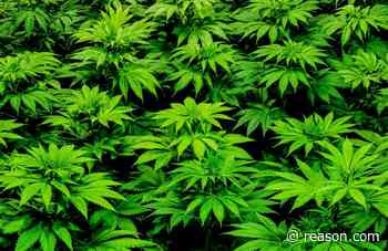 Maine Can't Ban Out-of-Staters From Selling Medical Marijuana, Federal Court Says - Reason
