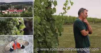 The Finger Lakes braces as the spotted lanternfly threat looms