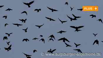 Mindelheim: Sag mir, wo die Krähen sind | Mindelheimer Zeitung - Augsburger Allgemeine