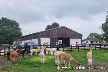 'Alpacas wherever you look' on farm near Milton Keynes and Buckingham - Bucks Herald