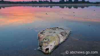 Germany: No single cause for massive Oder River fish die-off
