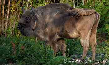 First BISON to roam wild in Britain since the Ice Age are already transforming a Kent nature reserve