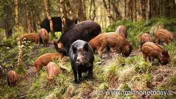 Sora, il sindaco dichiara “guerra” ai cinghiali - FrosinoneToday