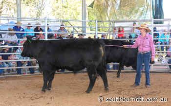 Strong Demand For Angus - southburnett.com.au - South Burnett Online