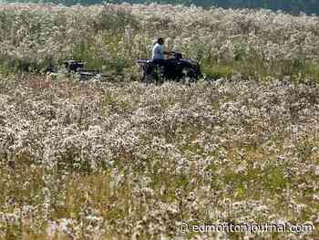 Edmonton weather: Still hazy but lots of sunshine and warm temperatures