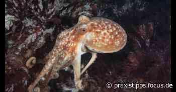 Der Oktopus und sein Gehirn: Infos über den Kraken - CHIP Praxistipps