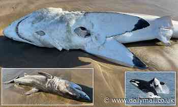 Great white with HOLE in its belly where liver was torn out by killer whales seen in South Africa