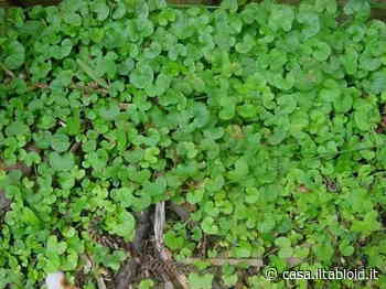 Dicondra, un prato diverso ma più delicato - Il Tabloid