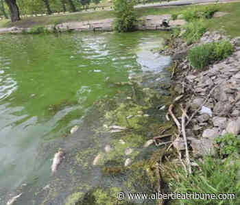 Koi Herpes Virus leads to common carp fish kill on Fountain Lake - Albert Lea Tribune - Albert Lea Tribune