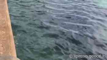 Monfalcone, sversamento di gasolio in porto - Il Piccolo