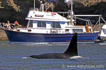 Scuba diver fined $12K for getting too close to killer whales near Prince Rupert Harbour