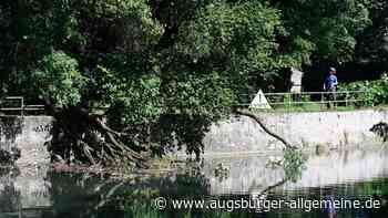 Die zweite Stammhälfte des umgestürzten Baums liegt an der Kahnfahrt im Wasser