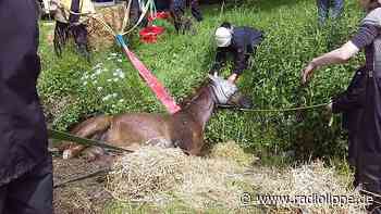 Lemgo: Feuerwehrleute trainieren "Tier-Rettung" - Pferdedummy im Einsatz - Radio Lippe