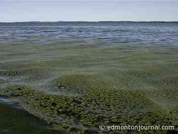 AHS issues blue-green algae bloom advisory for Islet Lake