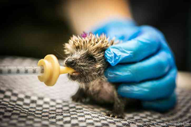 Opendeur in schattigste asiel van regio met voor het eerst ook ontbijt tegen 5 euro