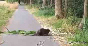 VIDEO: Bevers bouwen dam met maïsplanten | Maaseik | hln.be - Het Laatste Nieuws