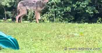 Coyote sighting: Keep properties clean and clear, says Cape Breton wildlife expert - Saltwire