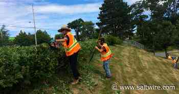 Trimming the roses at Cape Breton park - Saltwire