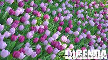 Chieri al via le Camminate 2022 sulle Strade di Colori e Sapori - L'Agenda News