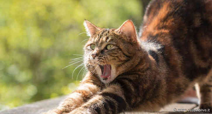 L'Aidaa denuncia: "A Benevento gatti torturati da bande di ragazzini" - Vesuvio Live