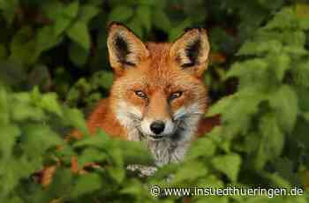 Jagd in Schmalkalden - Füchse und Waschbären geschossen - inSüdthüringen