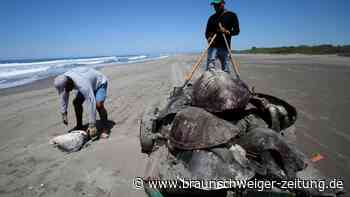 Hunderte Meeresschildkröten in Fischernetzen verendet