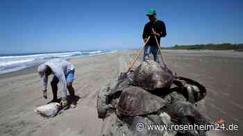 Hunderte Meeresschildkröten in Fischernetzen verendet