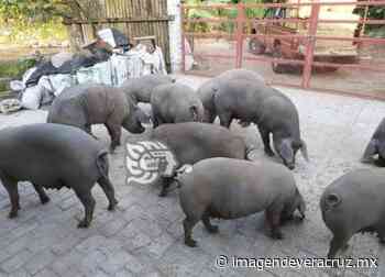 ¡Adiós chiqueros y establos! En Misantla implementan reglamento sobre contaminación - Imagen de Veracruz