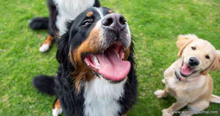 Dozens of Dogs Drop Dead from Mystery Illness, Officials Scramble for Answers
