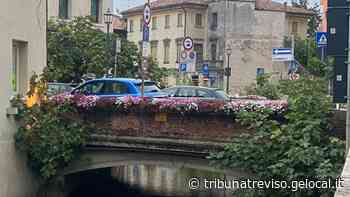 Oderzo, quei fichi cresciuti alla base del ponte del Gattolè: «La struttura rischia d'indebolirsi» - La Tribuna di Treviso