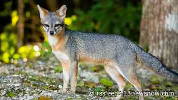 Wild fox bites 5 people, dog and cat in Williamsburg, city officials say