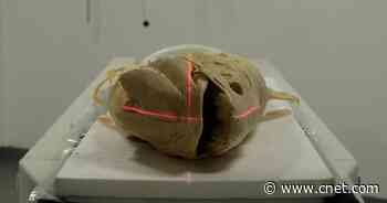 How 'Dinosaur Fish' Stand on Their Heads     - CNET