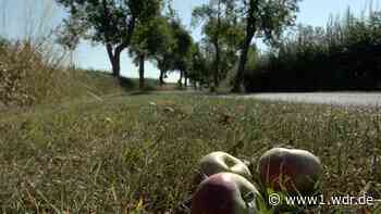 Obstpflücken für Jedermann in Senden - WDR Nachrichten