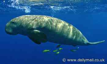 Dugong is declared 'functionally extinct' in China