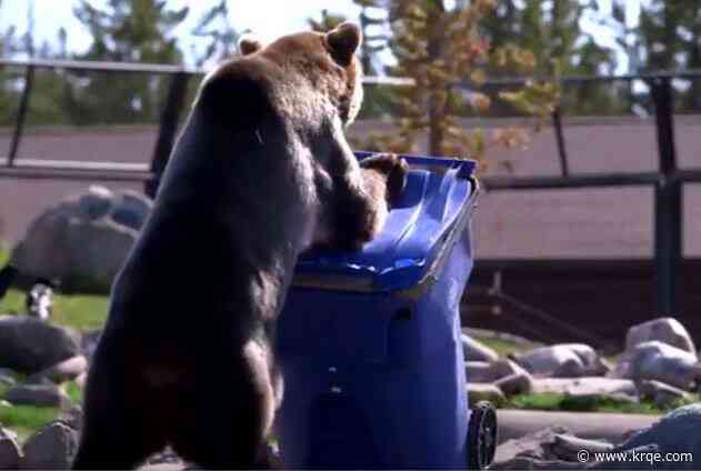 Los Alamos County officials fight bear issue with trash project