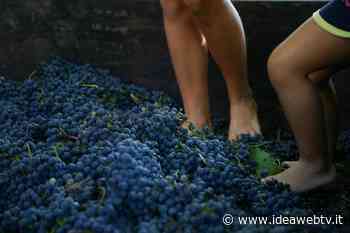 A Fontanafredda la Festa della Vendemmia tra buon vino, musica e intrattenimento - IdeaWebTv