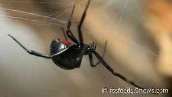 More black widow spiders spotted in Denver this year