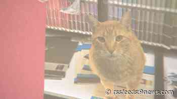 Beloved 'store cat' returned after being taken from Ace Hardware in Granby