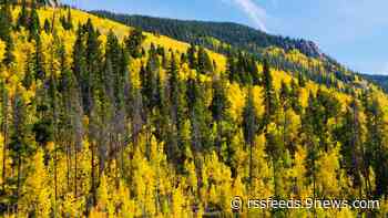 When is the best time to see fall colors in Colorado?