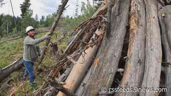 Silverthorne neighborhood among first in nation to build wildfire break on wilderness land