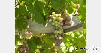 Teler uit Borgloon laat druivenranken 2,5 meter hoog groeien - AGF.nl