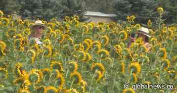 Armstrong, B.C.’s Sunflower Festival blooms in its second year - Global News