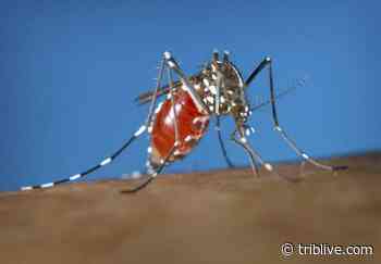 West Nile virus found in Westmoreland, Allegheny, Armstrong; mosquito spraying slated - TribLIVE