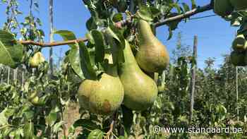 Conférence-M: nieuw perenras van Cultura Jean Moors (Bilzen) - De Standaard