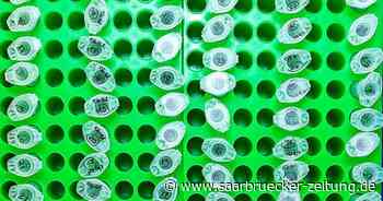 165 neue Corona-Fälle im Landkreis Merzig-Wadern - Saarbrücker Zeitung