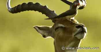 Also-Ran EOS Token Now Hottest Cryptocurrency After Switch to Antelope - CoinDesk