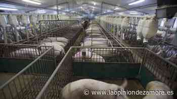 Calma chicha en la Lonja de Zamora - La Opinión de Zamora