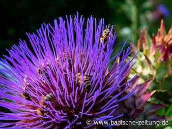 Die schönsten Leserfotos vom Kreis Emmendingen im Juli 2022 - Emmendingen - Fotogalerien - badische-zeitung.de