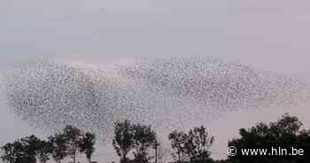 Spreeuwen voeren elke avond balletvoorstelling op in Steenkerke - Het Laatste Nieuws