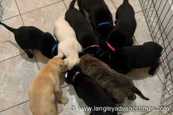 VIDEO: Mother dog and 9 pups rescued in Agassiz now thriving - Langley Advance Times